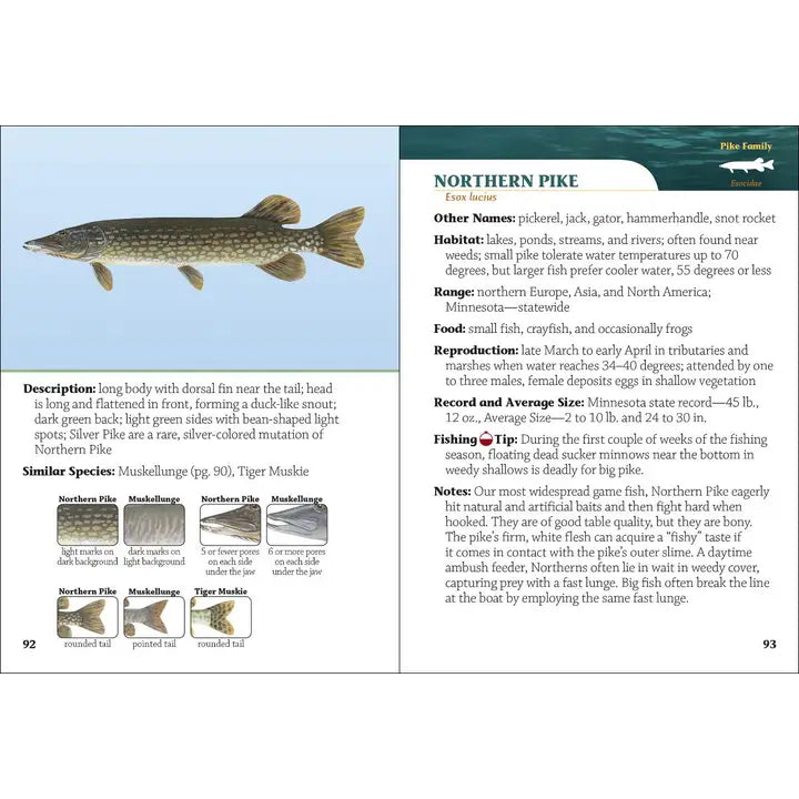 Fish of Minnesota Field Guide, 2nd edition