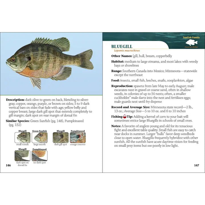 Fish of Minnesota Field Guide, 2nd edition