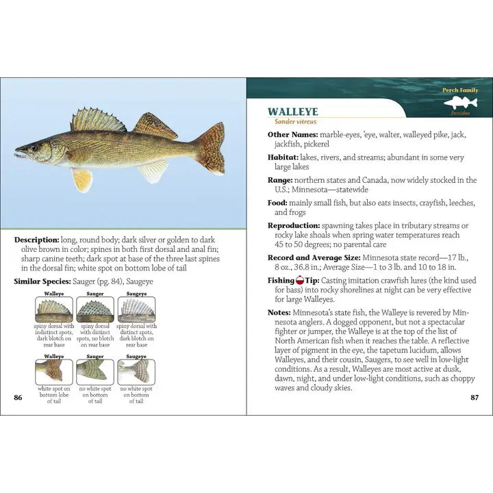 Fish of Minnesota Field Guide, 2nd edition